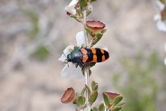 Castiarina crenata