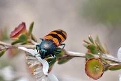 Castiarina crenata