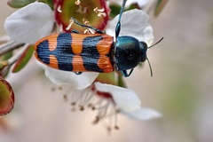 Castiarina crenata