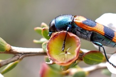 Castiarina crenata