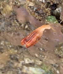 Stolidobranchia