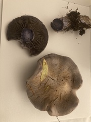 Cortinarius cyanites
