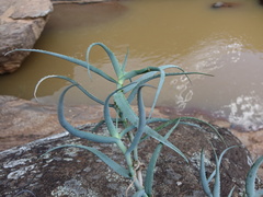 Aloe acutissima