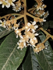Magnoliopsida