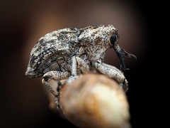 Eutyrhinus squamiger