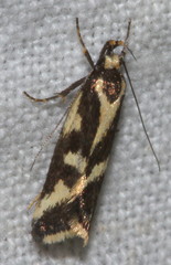 Epithymema incomposita
