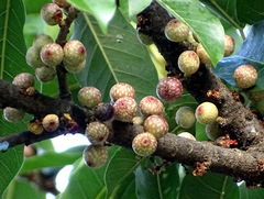 Ficus subpisocarpa