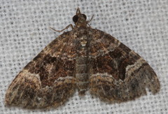 Chrysolarentia adornata