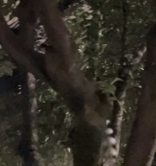 Bassariscus