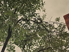 Bassariscus