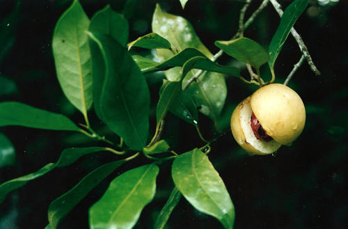 Myristica fragrans image