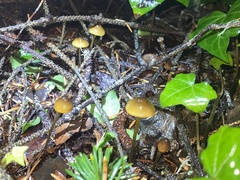 Mycena aurantiomarginata