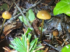 Mycena aurantiomarginata