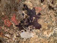 Chelonaplysilla violacea