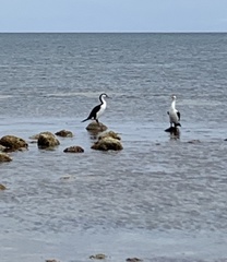 Phalacrocorax varius hypoleucos