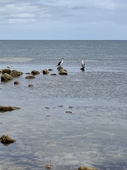 Phalacrocorax varius hypoleucos