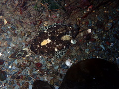 Pleuronichthys coenosus