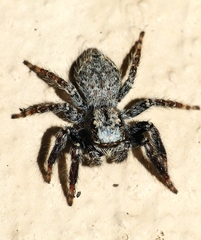 Servaea incana