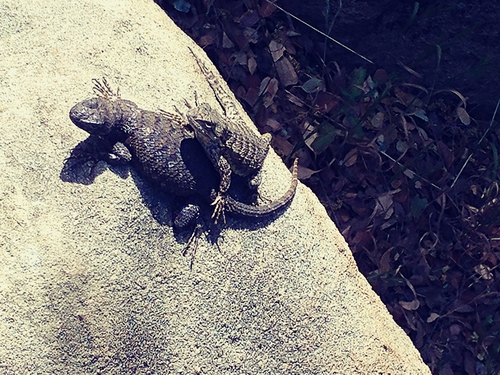 iNaturalist observation photo of Western Fence Lizard