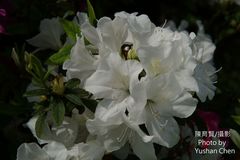 Rhododendron mucronatum
