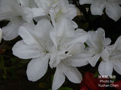 Rhododendron mucronatum