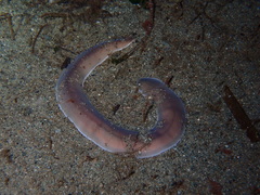 Cerebratulus marginatus