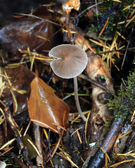 Psathyrella gracilis