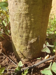 Haritalodes