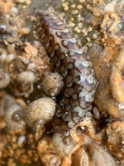 Lepidonotus melanogrammus