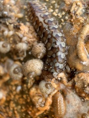 Lepidonotus melanogrammus