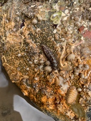 Lepidonotus melanogrammus