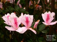Rhododendron mariesii