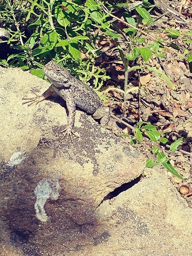 iNaturalist observation photo of Western Fence Lizard