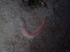 Cerebratulus marginatus