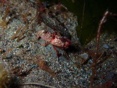 Spirontocaris prionota
