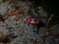 Spirontocaris prionota