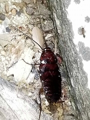 Periplaneta fuliginosa