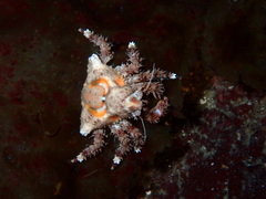 Rhinolithodes wosnessenskii