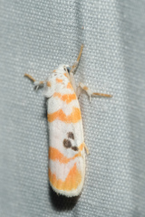 Cyana interrogationis