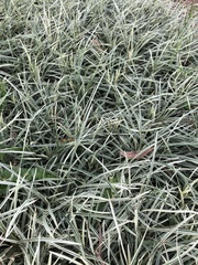 Ophiopogon jaburan