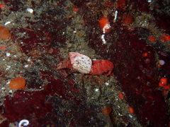 Spirontocaris prionota