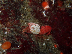 Spirontocaris prionota