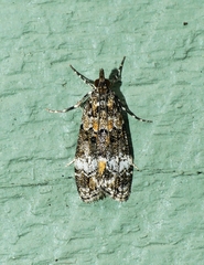 Eudonia protorthra