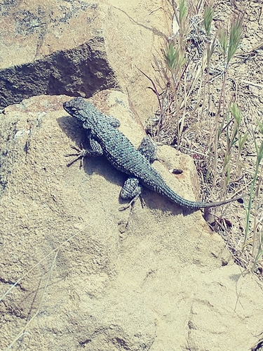iNaturalist observation photo of Western Fence Lizard