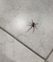 Steatoda grossa