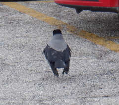 Corvus cornix
