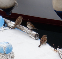 Passer domesticus