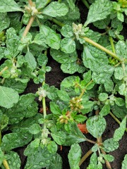 Glinus lotoides