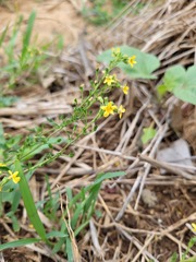 Jamesbrittenia micrantha