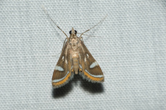 Strepsinoma